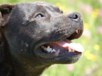 Détention de chiens dangereux
