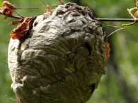 Information sur la destruction des nids de guêpes, frelons, frelons asiatiques