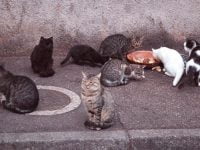 CHATS ERRANTS